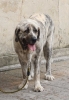 Filename=IMG-4231.jpg
Filesize=114KiB
Dimensions=831x1200
Date added=%548 %05, %2012 IMG-4231.jpg