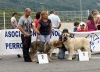 Filename=IMG_2217-ring-mejor-cachorro.jpg
Filesize=145KiB
Dimensions=1200x873
Date added=%764 %17, %2011 IMG_2217-ring-mejor-cachorro.jpg