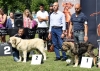 Filename=IMG_2887-ring-mejor-cachorro.jpg
Filesize=168KiB
Dimensions=1200x863
Date added=%448 %25, %2011 IMG_2887-ring-mejor-cachorro.jpg