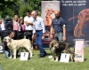Filename=IMG_2888-ring-mejor-cachorro.jpg
Filesize=194KiB
Dimensions=1200x949
Date added=%448 %25, %2011 IMG_2888-ring-mejor-cachorro.jpg