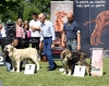 IMG_2888-ring-mejor-cachorro.jpg