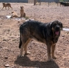 Filename=conan-or-osito.jpg
Filesize=110KiB
Dimensions=800x786
Date added=%345 %17, %2006 conan-or-osito.jpg