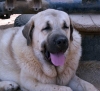 Filename=cuatro11.jpg
Filesize=57KiB
Dimensions=800x732
Date added=%341 %17, %2006 cuatro11.jpg