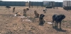 Filename=cuatro5.jpg
Filesize=71KiB
Dimensions=900x447
Date added=%340 %17, %2006 cuatro5.jpg