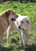 Filename=dulce-lys.jpg
Filesize=41KiB
Dimensions=354x489
Date added=%760 %06, %2006 dulce-lys.jpg
