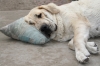Filename=ee.jpg
Filesize=186KiB
Dimensions=550x367
Date added=%831 %12, %2009 ee.jpg
