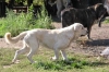 Filename=lys2.jpg
Filesize=40KiB
Dimensions=600x399
Date added=%752 %06, %2006 lys2.jpg