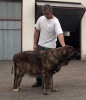 Filename=mario-brindle.jpg
Filesize=55KiB
Dimensions=689x800
Date added=%434 %30, %2006 mario-brindle.jpg