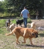 Filename=mastin-red2.jpg
Filesize=64KiB
Dimensions=546x600
Date added=%741 %06, %2006 mastin-red2.jpg