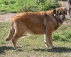 Filename=mastin-red5.jpg
Filesize=61KiB
Dimensions=600x486
Date added=%765 %06, %2006 mastin-red5.jpg
