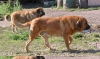 Filename=mastines-red1~1.jpg
Filesize=27KiB
Dimensions=600x354
Date added=%789 %06, %2006 mastines-red1~1.jpg