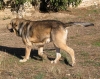 Filename=moroco.jpg
Filesize=61KiB
Dimensions=600x474
Date added=%871 %13, %2006 moroco.jpg