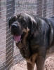Filename=osito-or-conan.jpg
Filesize=74KiB
Dimensions=621x800
Date added=%311 %17, %2006 osito-or-conan.jpg