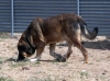 Filename=osito-or.jpg
Filesize=59KiB
Dimensions=804x600
Date added=%310 %17, %2006 osito-or.jpg