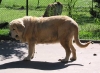 Filename=paca1.jpg
Filesize=46KiB
Dimensions=600x442
Date added=%633 %19, %2006 paca1.jpg
