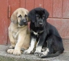 Filename=puppies4.jpg
Filesize=40KiB
Dimensions=400x354
Date added=%479 %27, %2006 puppies4.jpg