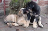Filename=puppies5.jpg
Filesize=34KiB
Dimensions=400x258
Date added=%478 %27, %2006 puppies5.jpg
