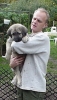 Filename=puppy3.jpg
Filesize=35KiB
Dimensions=246x426
Date added=%476 %27, %2006 puppy3.jpg