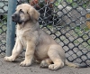 Filename=puppy5.jpg
Filesize=39KiB
Dimensions=350x290
Date added=%494 %27, %2006 puppy5.jpg