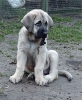 Filename=puppy~0.jpg
Filesize=31KiB
Dimensions=250x304
Date added=%477 %27, %2006 puppy~0.jpg