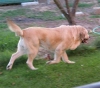Filename=tieta.jpg
Filesize=32KiB
Dimensions=600x532
Date added=%875 %13, %2006 tieta.jpg