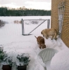 Filename=toro-liva-sne.jpg
Filesize=38KiB
Dimensions=591x600
Date added=%807 %09, %2006 toro-liva-sne.jpg