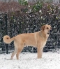 Filename=toro-snow5.jpg
Filesize=151KiB
Dimensions=519x600
Date added=%418 %25, %2006 toro-snow5.jpg