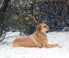 Filename=toro-snow6.jpg
Filesize=140KiB
Dimensions=600x505
Date added=%418 %25, %2006 toro-snow6.jpg