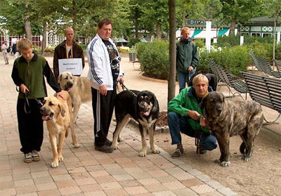 Danish mastines at the Dog Day in Tivoli 2001
