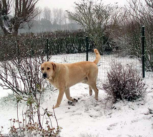 Toro de la Peña Mora - Winter 2005
(Ch. Cañon de Fuente Mimbre x Jara de Ablanera)
Born: 28.08.2002
Keywords: sallytoro snow nieve