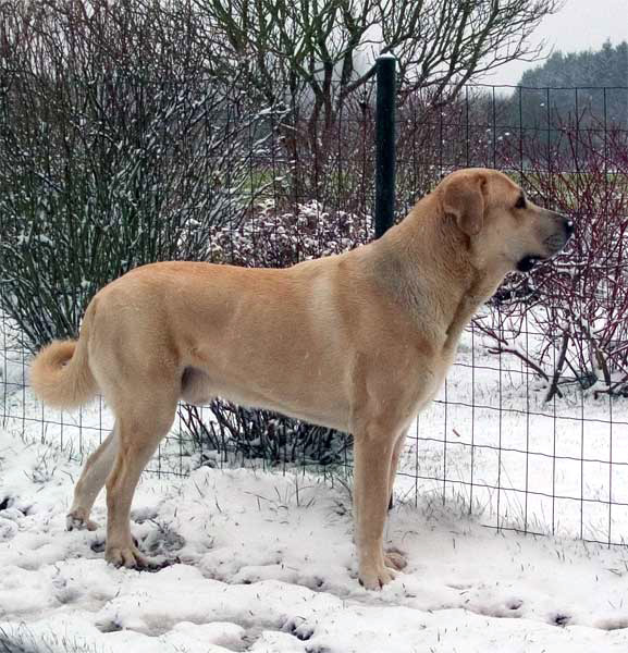 Toro de la Peña Mora - Winter 2005
(Ch. Cañon de Fuente Mimbre x Jara de Ablanera)
Born: 28.08.2002
Keywords: sallytoro snow nieve