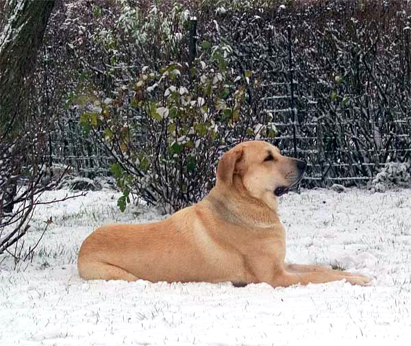 Toro de la Peña Mora - Winter 2005
(Ch. Cañon de Fuente Mimbre x Jara de Ablanera)
Born: 28.08.2002
Keywords: snow nieve toro