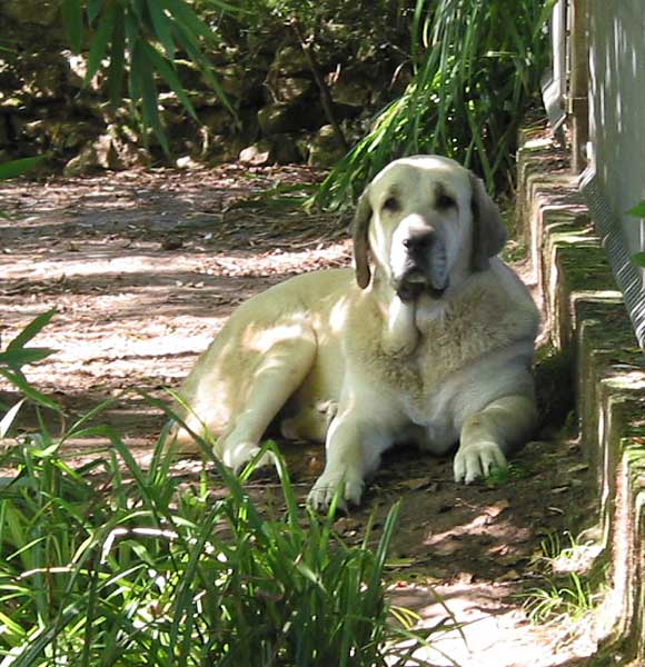 Tula de la Peña Mora - September 2004
(Ch. Cañon de Fuente Mimbre x Jara de Ablanera)
Born 28-08-2002
Breeder: Javier Mora
Owner: Angel Fernández  

