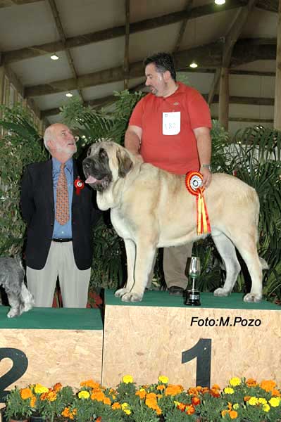 SANSON - Clase intermedia: Excelente 1º y CAC - Mejor de raza, 1º grupo 2. - 3º en Razas Españolas
EXPOSICION CANINA JEREZ DE LA FRONTERA 2005  

(Ordoño x Princes de Vega de Albares)
Nacido: 28.03.2004
 

Keywords: baolamadera