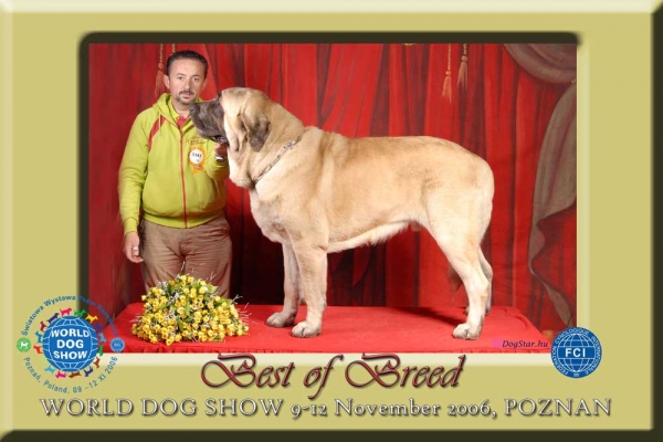 Sanson,  World Winner 2006, CACIB , BEST OF BREED (BOB) - World Dog Show Poznan, Poland
Keywords: baolamadera