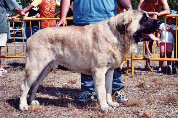 SANSON - EXC.1º XINZO DE LIMIA
(Ordoño x Princes de Vega de Albares)
Nacido: 28.03.2004
 

Keywords: Baolamadera, Vega de Albares