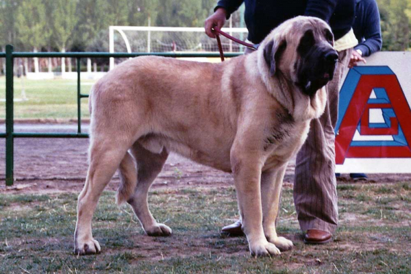 SANSON - EXC.1º VALENCIA DE DON JUAN
(Ordoño x Princes de Vega de Albares)
Nacido: 28.03.2004
 

Keywords: baolamadera