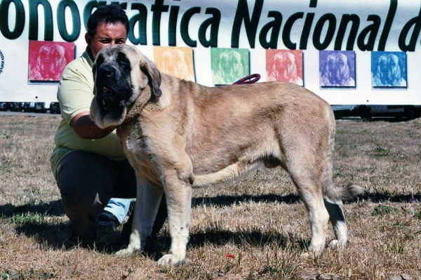 SANSON - 1º BIS ABSOLUTO - CERVERA DE PISUERGA
(Ordoño x Princes de Vega de Albares)
Nacido: 28.03.2004
 
 

Keywords: baolamadera