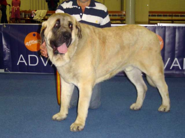 CH. Sanson - Clase Campeones, EXC 1º y Mejor Macho Absoluto, Puebla de Sanabria 23.07.2006
 
Keywords: baolamadera