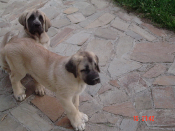 RON & SANSON (BAOLAMADERA) TRES MESES
(Ordoño x Princes de Vega de Albares)
Nacido: 28.03.2004
 

Keywords: baolamadera puppyspain puppy cachorro