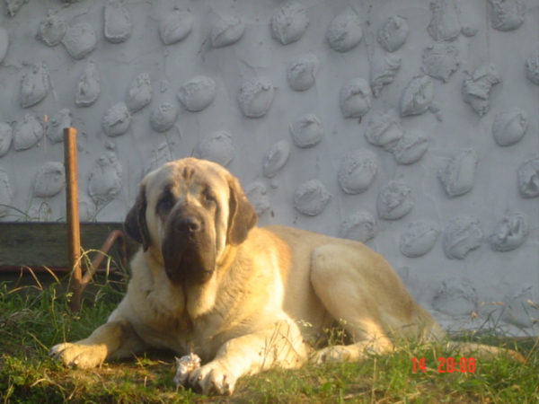 RON (BAOLAMADERA) 17 MESES
(Ordoño x Princes de Vega de Albares)
Nacido: 28.03.2004
 

Keywords: baolamadera puppyspain puppy cachorro