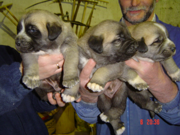 SANSON Y RON CON UN HERMANO DE CAMADA
(Ordoño x Princes de Vega de Albares)
Nacido: 28.03.2004
 

Keywords: baolamadera puppyspain puppy cachorro