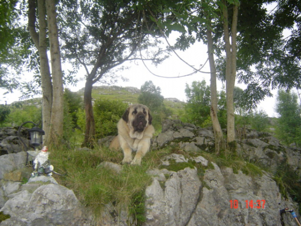 RON (BAOLAMADERA)
(Ordoño x Princes de Vega de Albares)
Nacido: 28.03.2004
 

Keywords: baolamadera