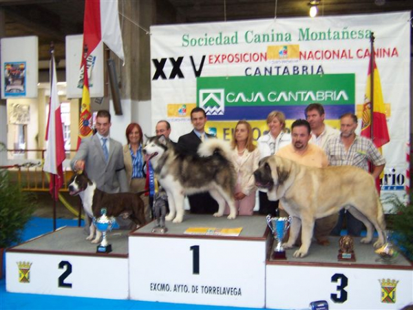 SANSON - CAC 1º GRUPO 2 & 1º RAZAS ESPAÑOLAS & 3º BIS.TORRELAVEGA 2005
(Ordoño x Princes de Vega de Albares)
Nacido: 28.03.2004


Keywords: baolamadera