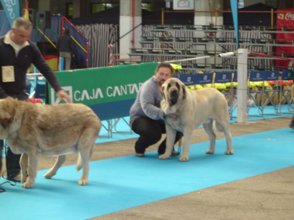 SANSON, BAOLAMADERA EXC1º M.R. C.A.C. C.A.C.I.B. CAMPEON RAZAS ESPAÑOLAS INTERNACIONAL DE TORRELAVEGA 2006
(Ordoño x Princes de Vega de Albares)
Nacido: 28.03.2004

Keywords: baolamadera