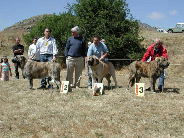 SANSON 17 MESES - VENCEDOR SAN EMILIANO, LEÓN 2005
(Ordoño x Princes de Vega de Albares)
Nacido: 28.03.2004
 

Keywords: baolamadera