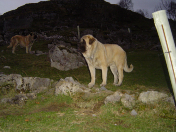 SANSON Y RON (BAOLAMADERA)
(Ordoño x Princes de Vega de Albares)
Nacido: 28.03.2004

Keywords: baolamadera