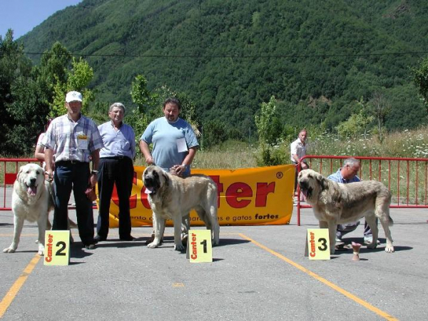 SANSON 15 MESES - VENCEDOR CLASE JOVEN - VILLABLINO, LEÓN
(Ordoño x Princes de Vega de Albares)
Nacido: 28.03.2004
 

Keywords: baolamadera