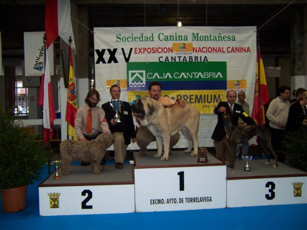 SANSON VENCEDOR ABSOLUTO RAZAS ESPAÑOLAS 2005
(Ordoño x Princes de Vega de Albares)
Nacido: 28.03.2004

Keywords: baolamadera