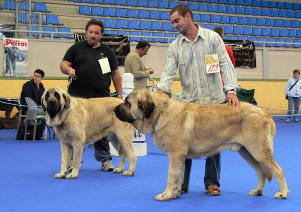 SANSON Y RON BAOLAMADERA 1º & 3º CLASE JOVENES OVIEDO 2004
(Ordoño x Princes de Vega de Albares)
Nacido: 28.03.2004

Keywords: baolamadera